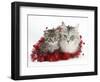 Main Coon Cat, Bambi, and Kitten, Goliath, with Christmas Decorations, Tinsel-Mark Taylor-Framed Photographic Print