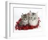 Main Coon Cat, Bambi, and Kitten, Goliath, with Christmas Decorations, Tinsel-Mark Taylor-Framed Photographic Print