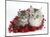 Main Coon Cat, Bambi, and Kitten, Goliath, with Christmas Decorations, Tinsel-Mark Taylor-Mounted Photographic Print