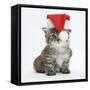 Main Coon Kitten, Goliath, Wearing a Father Christmas Hat-Mark Taylor-Framed Stretched Canvas