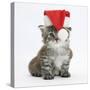 Main Coon Kitten, Goliath, Wearing a Father Christmas Hat-Mark Taylor-Stretched Canvas