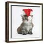 Main Coon Kitten, Goliath, Wearing a Father Christmas Hat-Mark Taylor-Framed Photographic Print