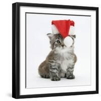 Main Coon Kitten, Goliath, Wearing a Father Christmas Hat-Mark Taylor-Framed Photographic Print