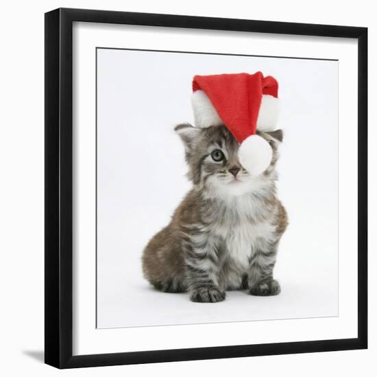 Main Coon Kitten, Goliath, Wearing a Father Christmas Hat-Mark Taylor-Framed Photographic Print