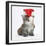 Main Coon Kitten, Goliath, Wearing a Father Christmas Hat-Mark Taylor-Framed Photographic Print