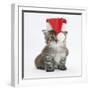 Main Coon Kitten, Goliath, Wearing a Father Christmas Hat-Mark Taylor-Framed Photographic Print