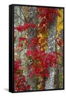 Maine, Acadia National Park, Autumn Foliage-Judith Zimmerman-Framed Stretched Canvas