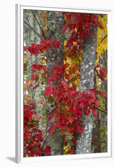 Maine, Acadia National Park, Autumn Foliage-Judith Zimmerman-Framed Premium Photographic Print