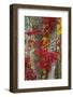 Maine, Acadia National Park, Autumn Foliage-Judith Zimmerman-Framed Photographic Print