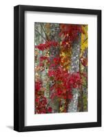 Maine, Acadia National Park, Autumn Foliage-Judith Zimmerman-Framed Photographic Print