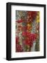 Maine, Acadia National Park, Autumn Foliage-Judith Zimmerman-Framed Photographic Print