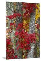 Maine, Acadia National Park, Autumn Foliage-Judith Zimmerman-Stretched Canvas