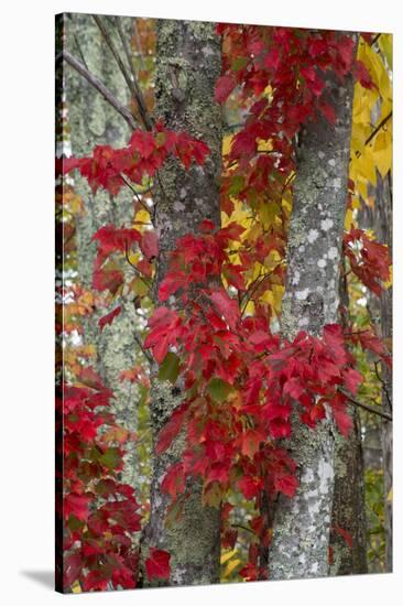 Maine, Acadia National Park, Autumn Foliage-Judith Zimmerman-Stretched Canvas