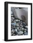 Maine, Acadia National Park, Cobbled Rocks on Hunters Beach-Judith Zimmerman-Framed Photographic Print