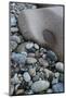 Maine, Acadia National Park, Cobbled Rocks on Hunters Beach-Judith Zimmerman-Mounted Photographic Print