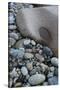 Maine, Acadia National Park, Cobbled Rocks on Hunters Beach-Judith Zimmerman-Stretched Canvas