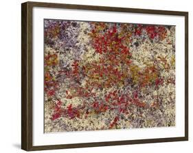 Maine, Acadia National Park, Fall Colored Shrubs and Lichen Near Otter Point-John Barger-Framed Photographic Print