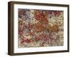 Maine, Acadia National Park, Fall Colored Shrubs and Lichen Near Otter Point-John Barger-Framed Photographic Print