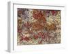 Maine, Acadia National Park, Fall Colored Shrubs and Lichen Near Otter Point-John Barger-Framed Photographic Print