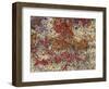 Maine, Acadia National Park, Fall Colored Shrubs and Lichen Near Otter Point-John Barger-Framed Photographic Print