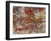 Maine, Acadia National Park, Fall Colored Shrubs and Lichen Near Otter Point-John Barger-Framed Premium Photographic Print