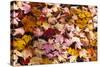 Maine, Acadia National Park, Fall Leaves with Water Drops in Acadia National Park-Joanne Wells-Stretched Canvas