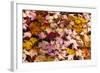 Maine, Acadia National Park, Fall Leaves with Water Drops in Acadia National Park-Joanne Wells-Framed Photographic Print