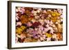 Maine, Acadia National Park, Fall Leaves with Water Drops in Acadia National Park-Joanne Wells-Framed Photographic Print