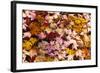 Maine, Acadia National Park, Fall Leaves with Water Drops in Acadia National Park-Joanne Wells-Framed Photographic Print