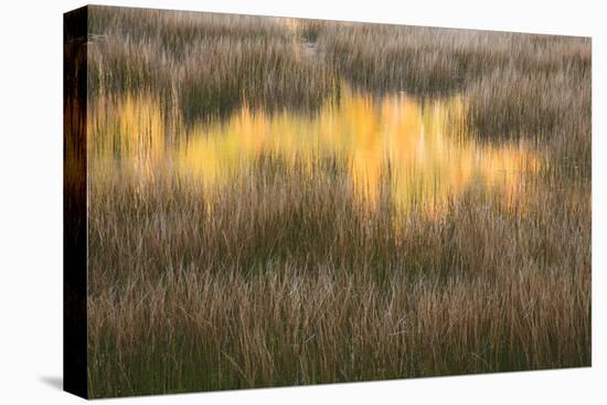 Maine, Acadia National Park, Fall Reflections in the Marsh-Joanne Wells-Stretched Canvas