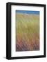 Maine, Acadia National Park. Reeds Blurred and Blowing from Wind Near Jordan Pond-Judith Zimmerman-Framed Photographic Print