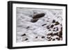 Maine, Acadia NP, Ocean Waves Breaking on Rocks Along Ocean Drive-Joanne Wells-Framed Photographic Print