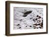 Maine, Acadia NP, Ocean Waves Breaking on Rocks Along Ocean Drive-Joanne Wells-Framed Photographic Print