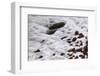 Maine, Acadia NP, Ocean Waves Breaking on Rocks Along Ocean Drive-Joanne Wells-Framed Photographic Print