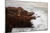 Maine, Acadia NP, Ocean Waves Breaking on Rocks Along Ocean Drive-Joanne Wells-Mounted Photographic Print