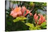 Maine Azalea-ritarobin-Stretched Canvas