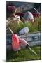 Maine, Bailey Island, Lobster Buoys-Walter Bibikow-Mounted Premium Photographic Print