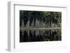 Maine, Baxter State Park, Reflections on Abol Pond-Judith Zimmerman-Framed Photographic Print