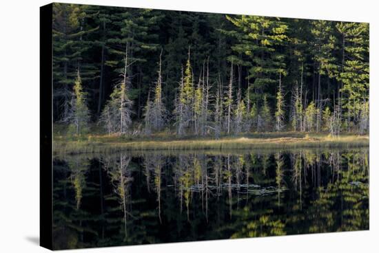 Maine, Baxter State Park, Reflections on Abol Pond-Judith Zimmerman-Stretched Canvas