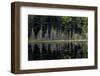 Maine, Baxter State Park, Reflections on Abol Pond-Judith Zimmerman-Framed Premium Photographic Print