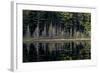 Maine, Baxter State Park, Reflections on Abol Pond-Judith Zimmerman-Framed Photographic Print