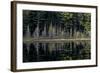 Maine, Baxter State Park, Reflections on Abol Pond-Judith Zimmerman-Framed Photographic Print