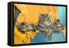 Maine Coon Adult and Two Kittens-null-Framed Stretched Canvas