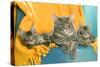 Maine Coon Adult and Two Kittens-null-Stretched Canvas