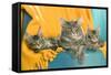 Maine Coon Adult and Two Kittens-null-Framed Stretched Canvas