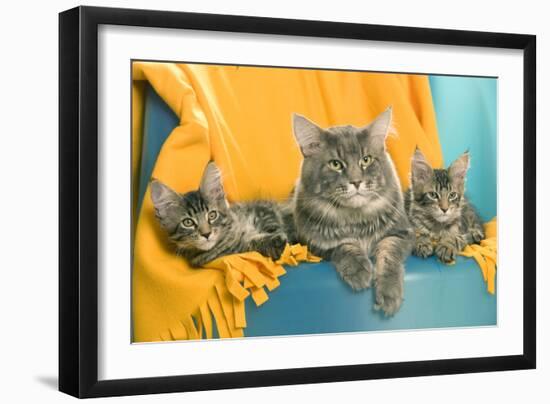 Maine Coon Adult and Two Kittens-null-Framed Premium Photographic Print