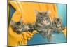 Maine Coon Adult and Two Kittens-null-Mounted Premium Photographic Print