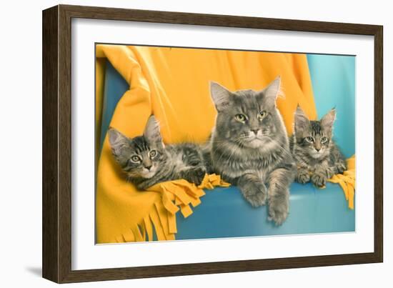 Maine Coon Adult and Two Kittens-null-Framed Photographic Print