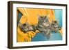 Maine Coon Adult and Two Kittens-null-Framed Photographic Print