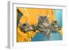 Maine Coon Adult and Two Kittens-null-Framed Photographic Print